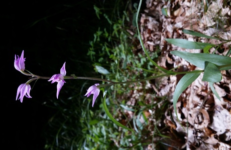 Rotes Waldvögelein (Cephalanthera rubra) - © Bernard Wieser